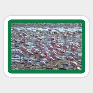 Namibia. Walvis Bay. Another Flamboyance of Flamingos. Sticker